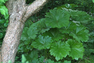 Darmera peltata Schildblad bestellen